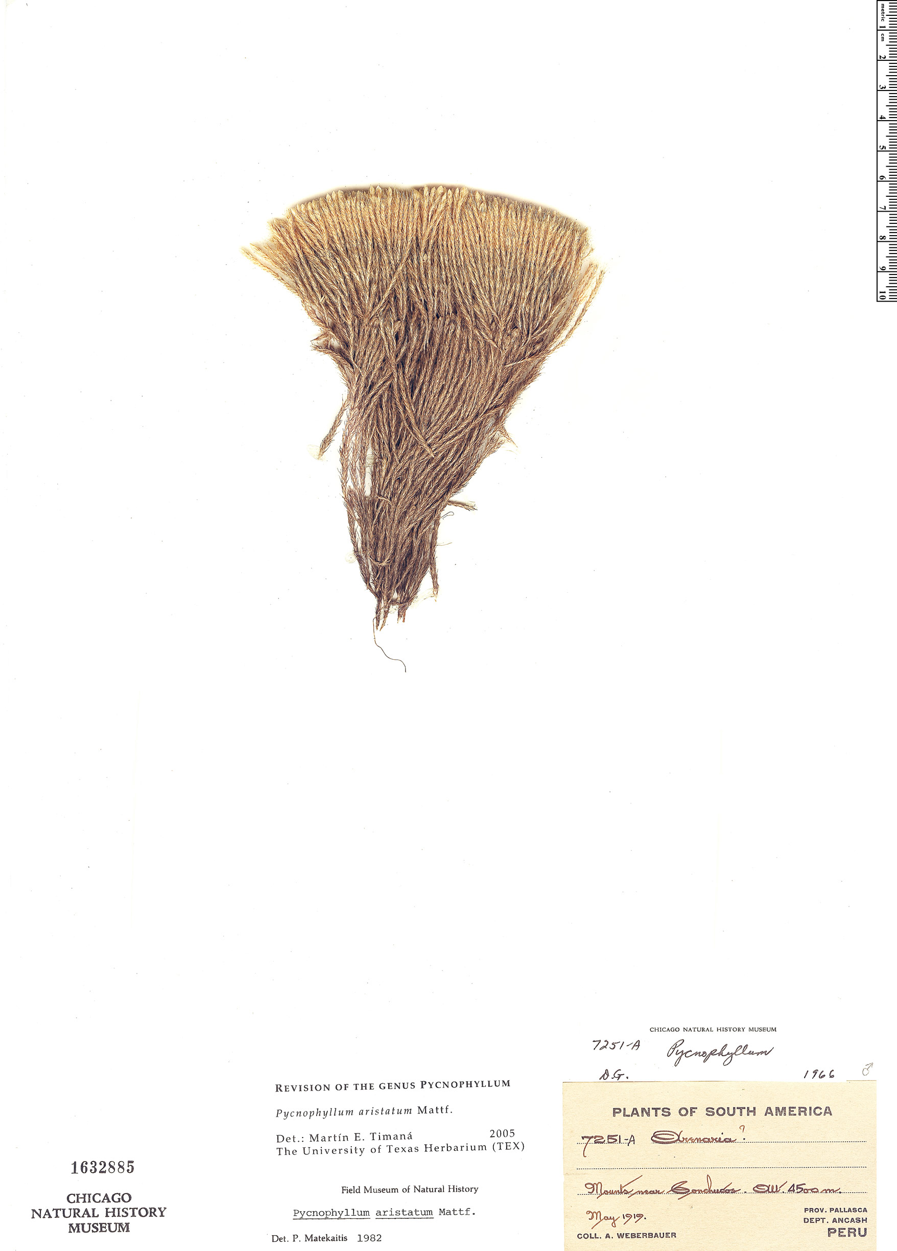 Pycnophyllum aristatum image