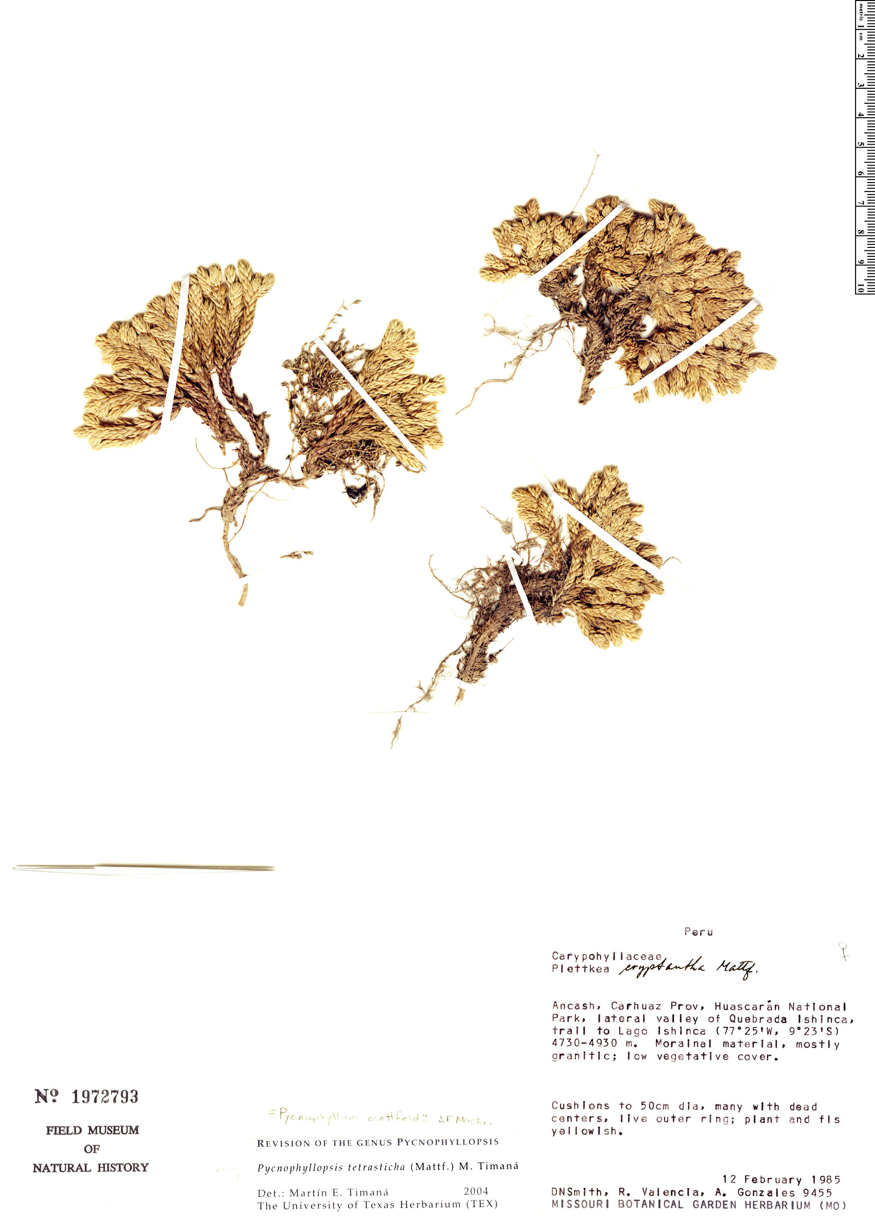 Pycnophyllum mattfeldii image