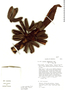 Cecropia angustifolia image