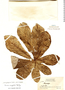 Cecropia angulata image