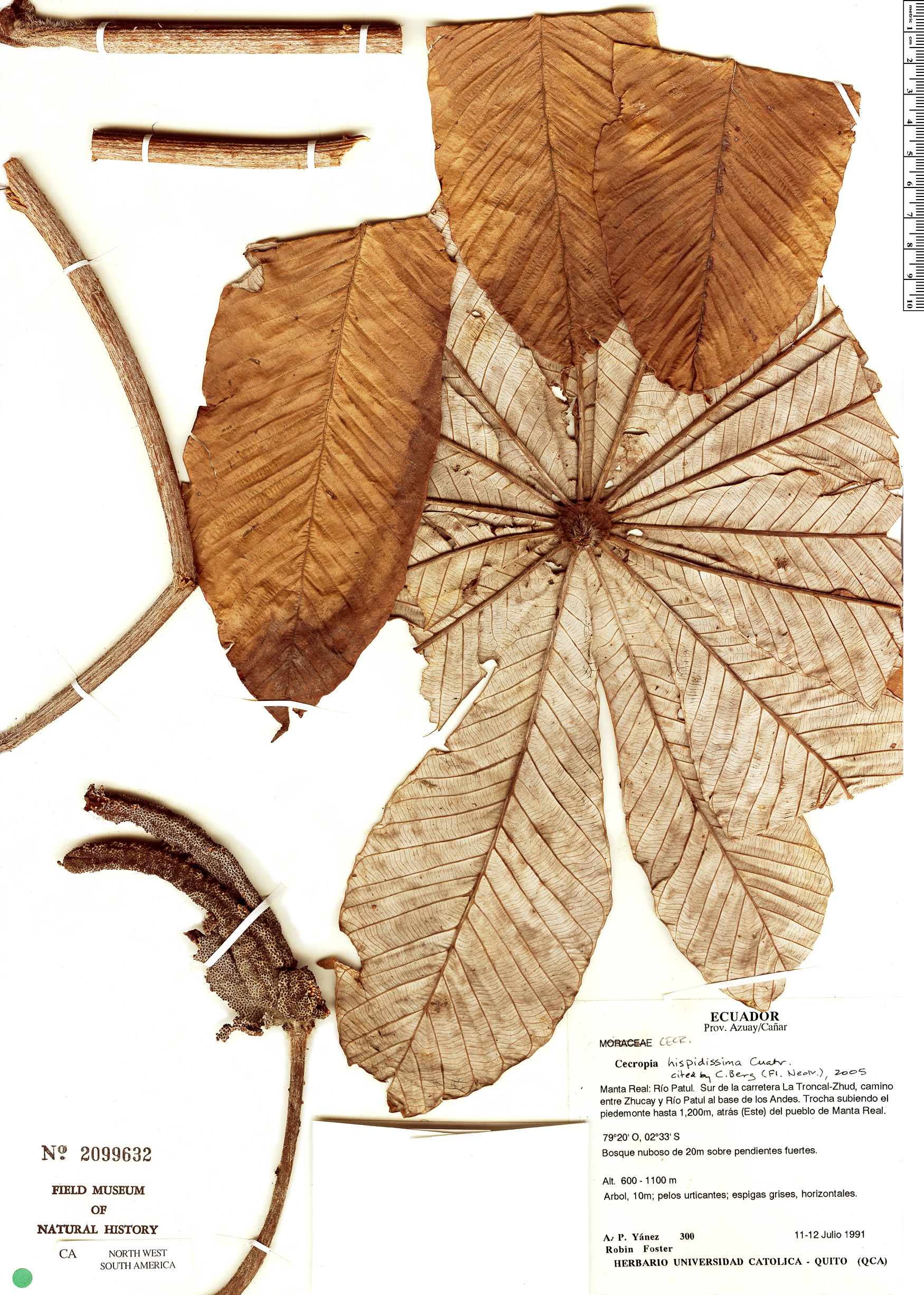 Cecropia hispidissima image