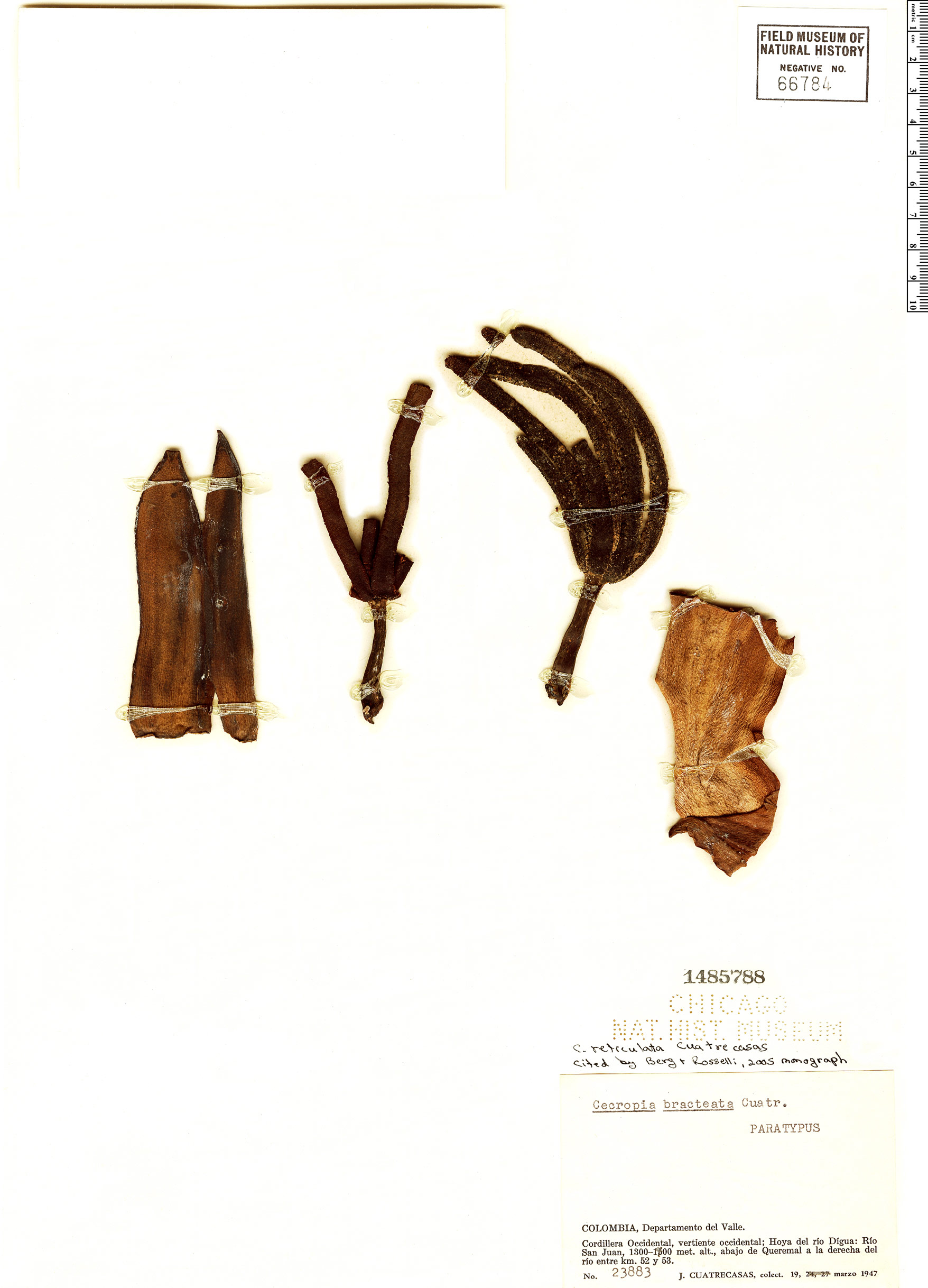 Cecropia reticulata image