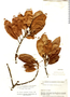 Coussapoa cinnamomifolia image
