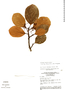 Coussapoa latifolia image