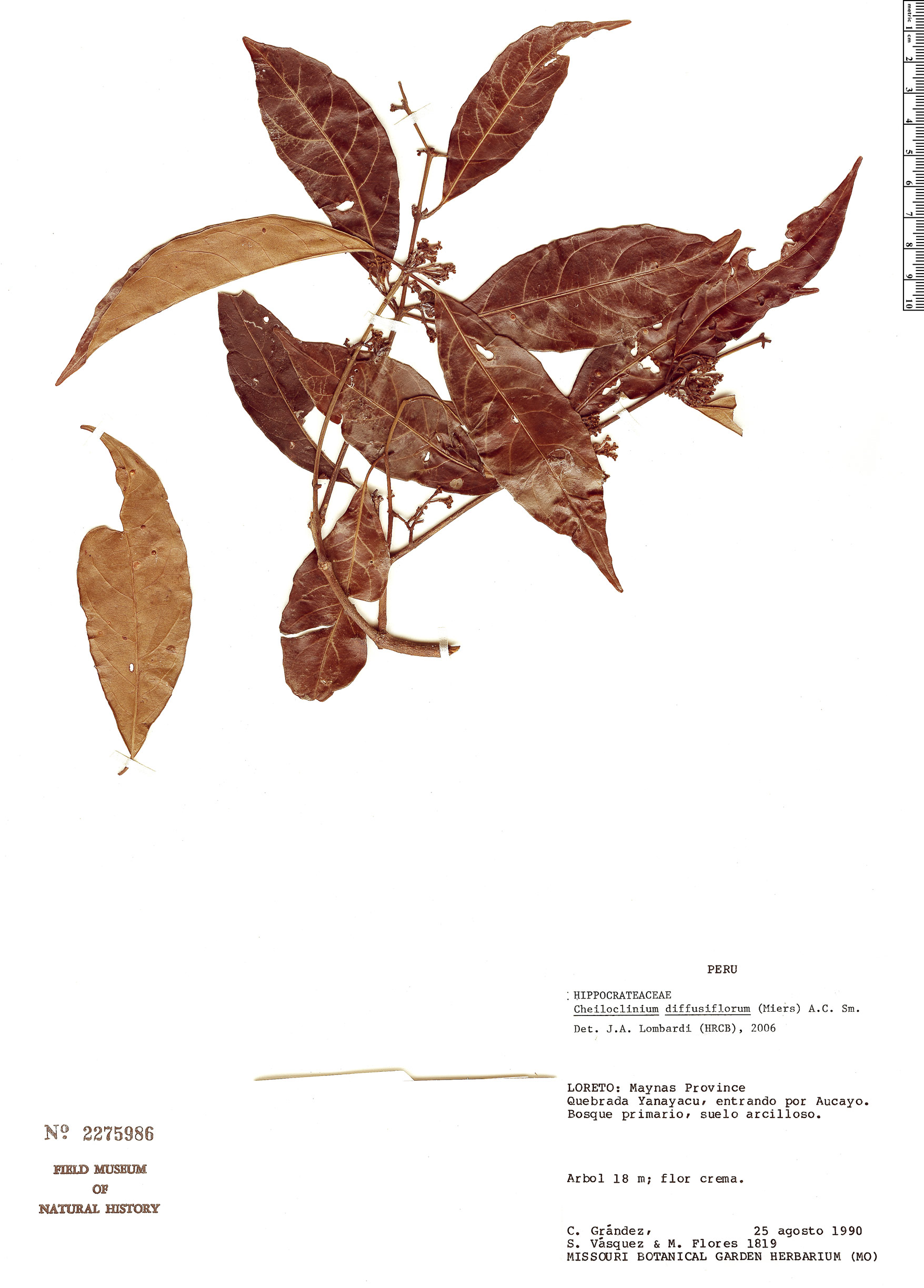 Cheiloclinium diffusiflorum image