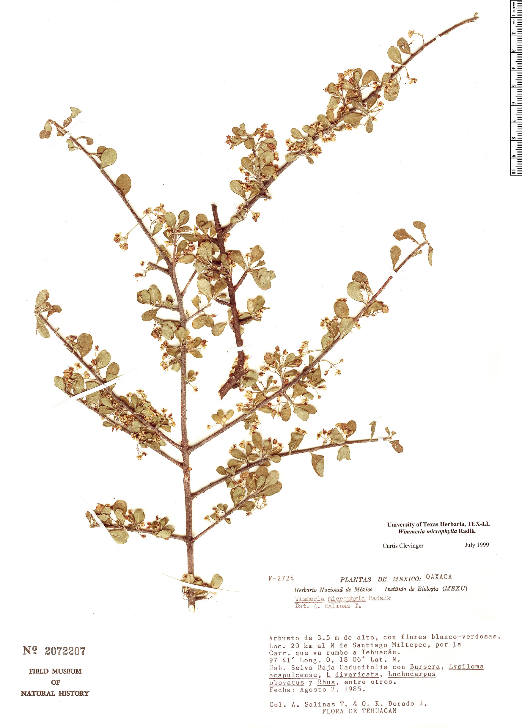 Wimmeria microphylla image