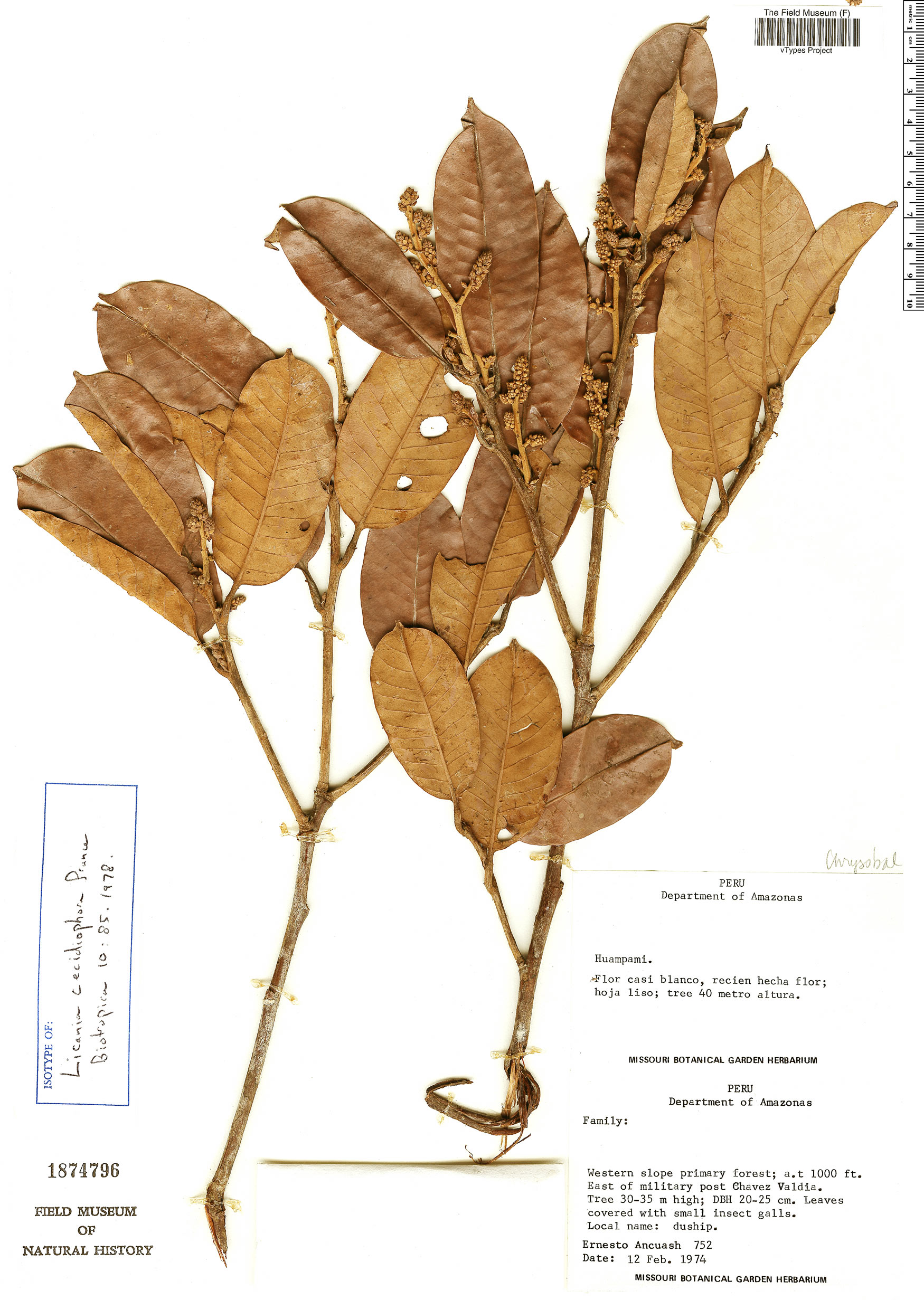 Licania cecidiophora image