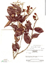 Licania parviflora image