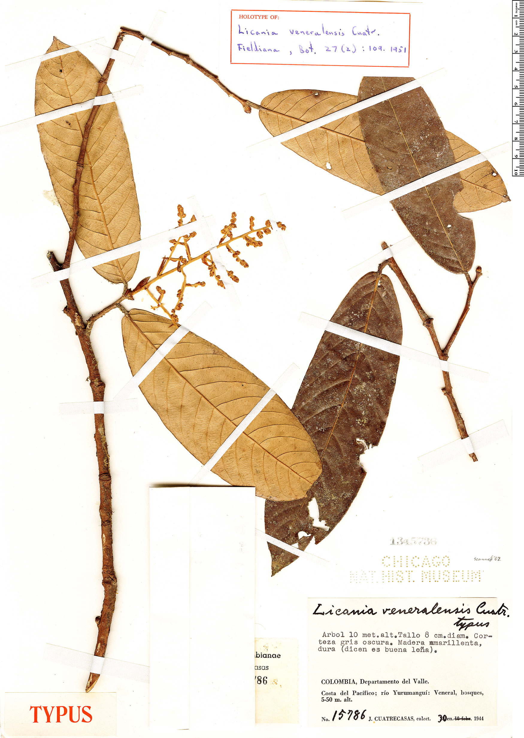 Licania veneralensis image