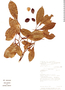 Buchenavia costaricensis image
