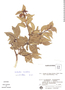Combretum monetaria image