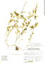 Callisia monandra image