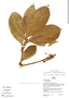 Geogenanthus rhizanthus image
