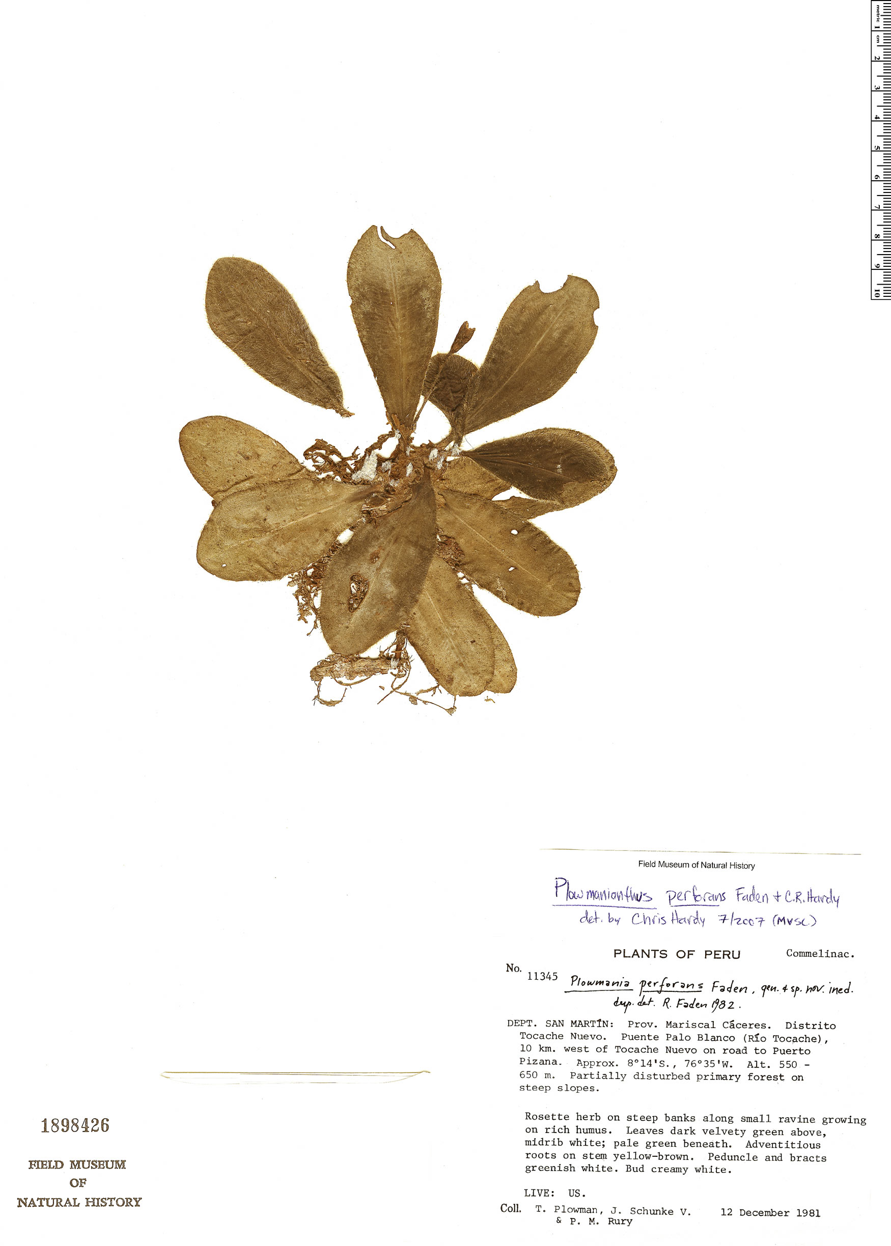 Plowmanianthus perforans image