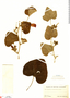 Ipomoea tuxtlensis image