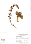 Echeveria oreophila image