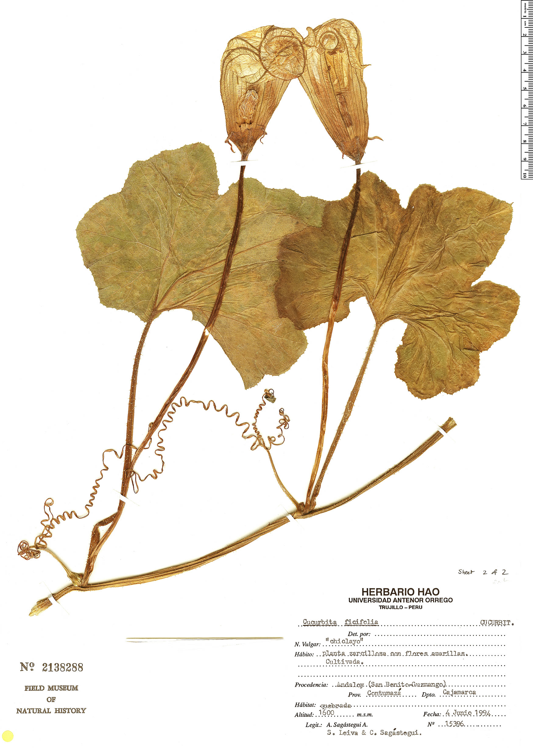 Cucurbita ficifolia image