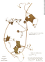 Cyclanthera cogniauxii image