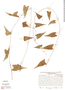 Cyclanthera dressleri image