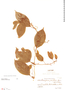 Fevillea passiflora image