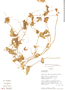 Pseudocyclanthera australis image