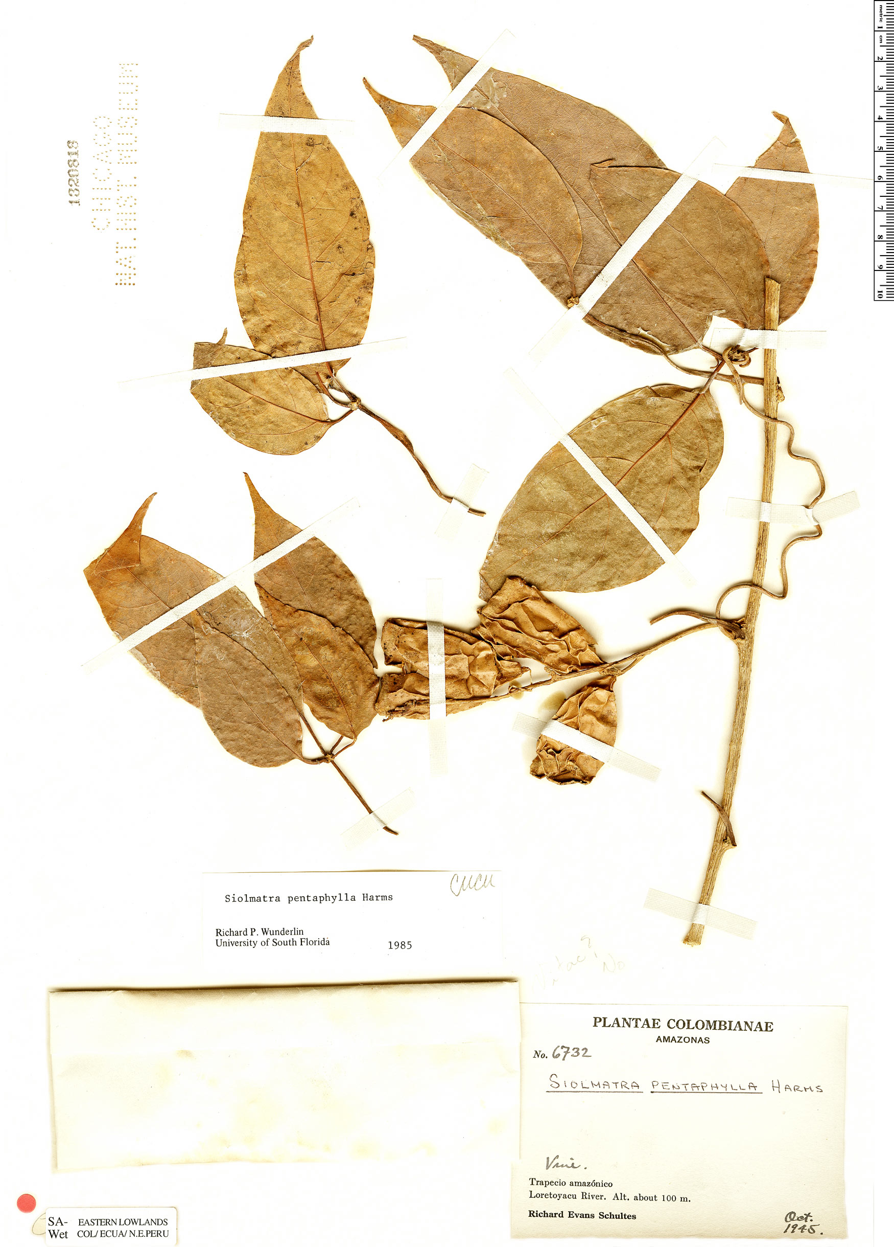 Siolmatra pentaphylla image