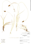 Carex boliviensis image