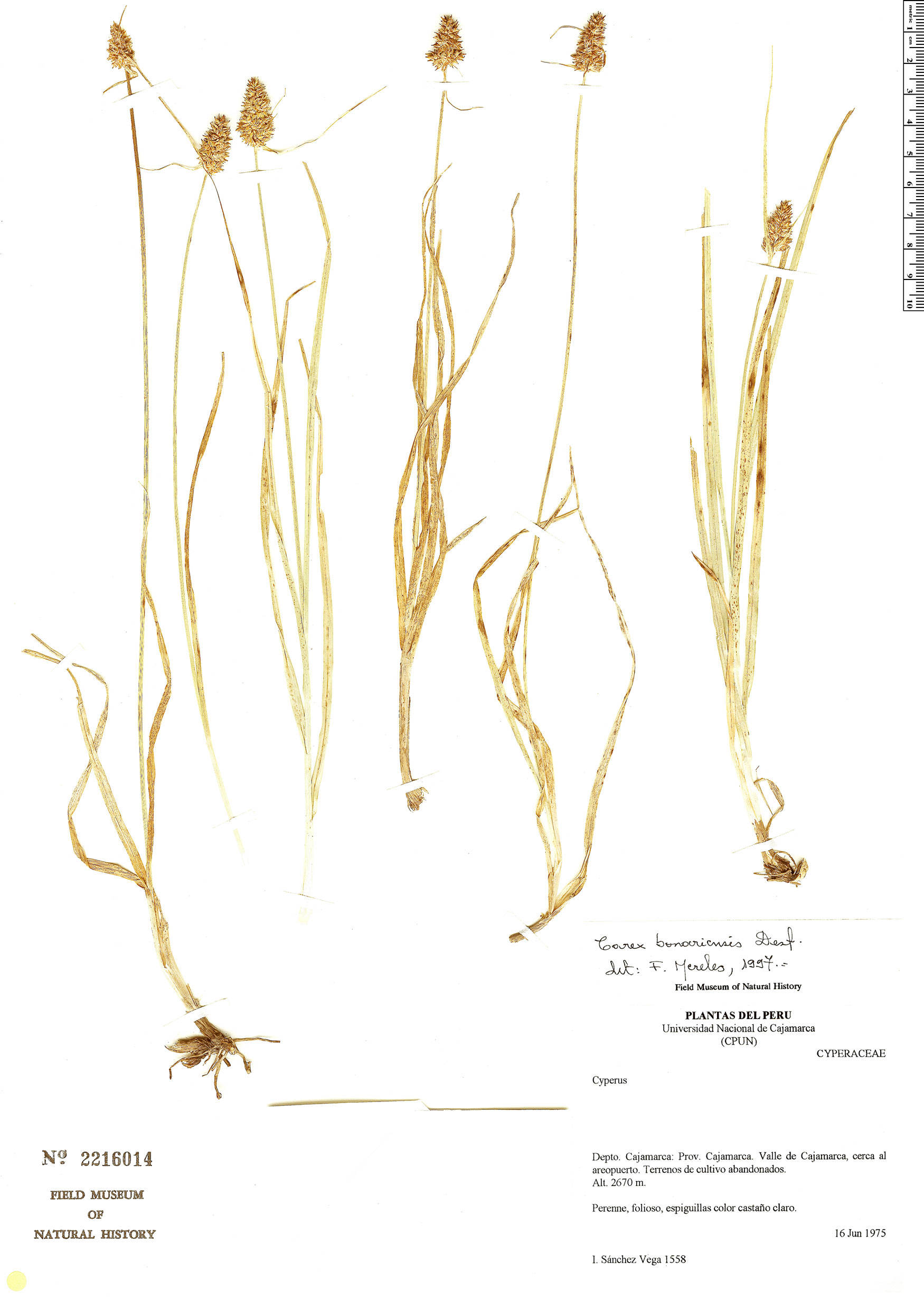 Carex bonariensis image