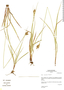 Carex crinalis image