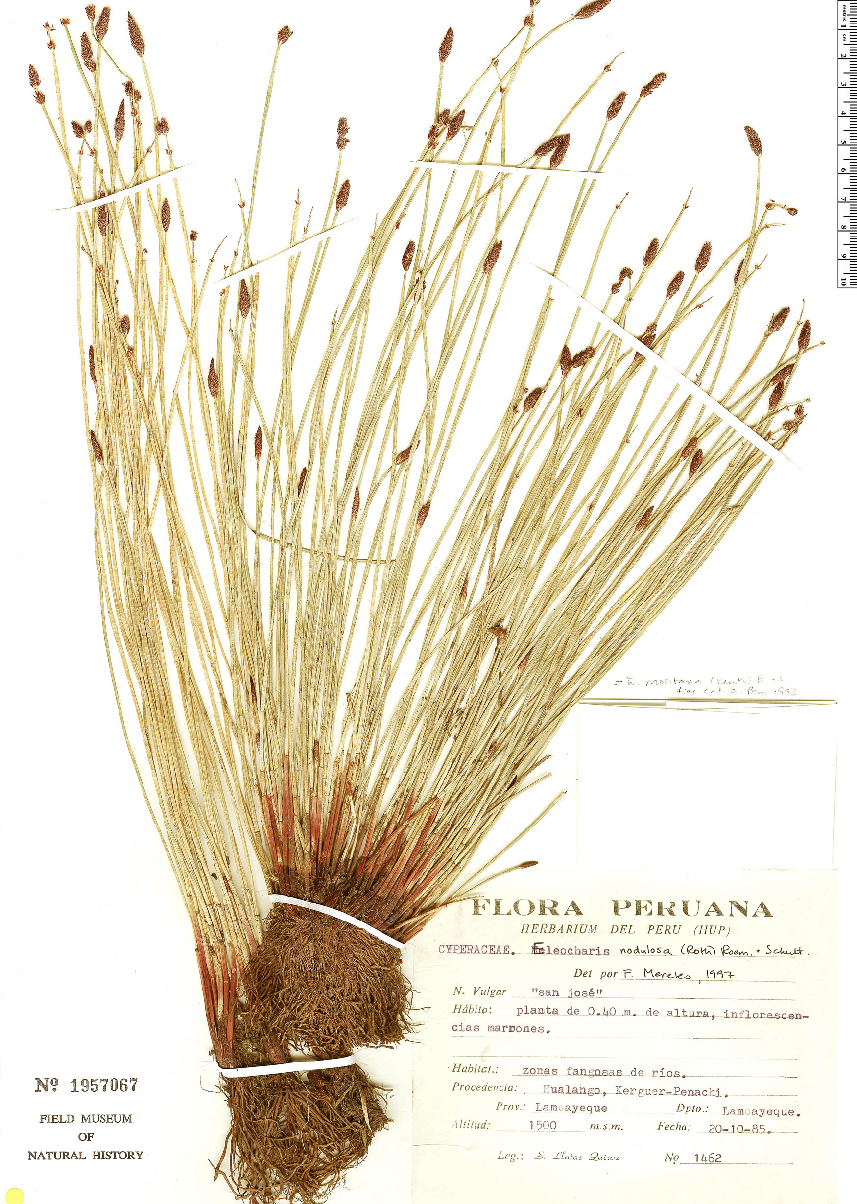 Eleocharis montana image