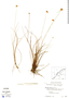 Rhynchospora barbata image