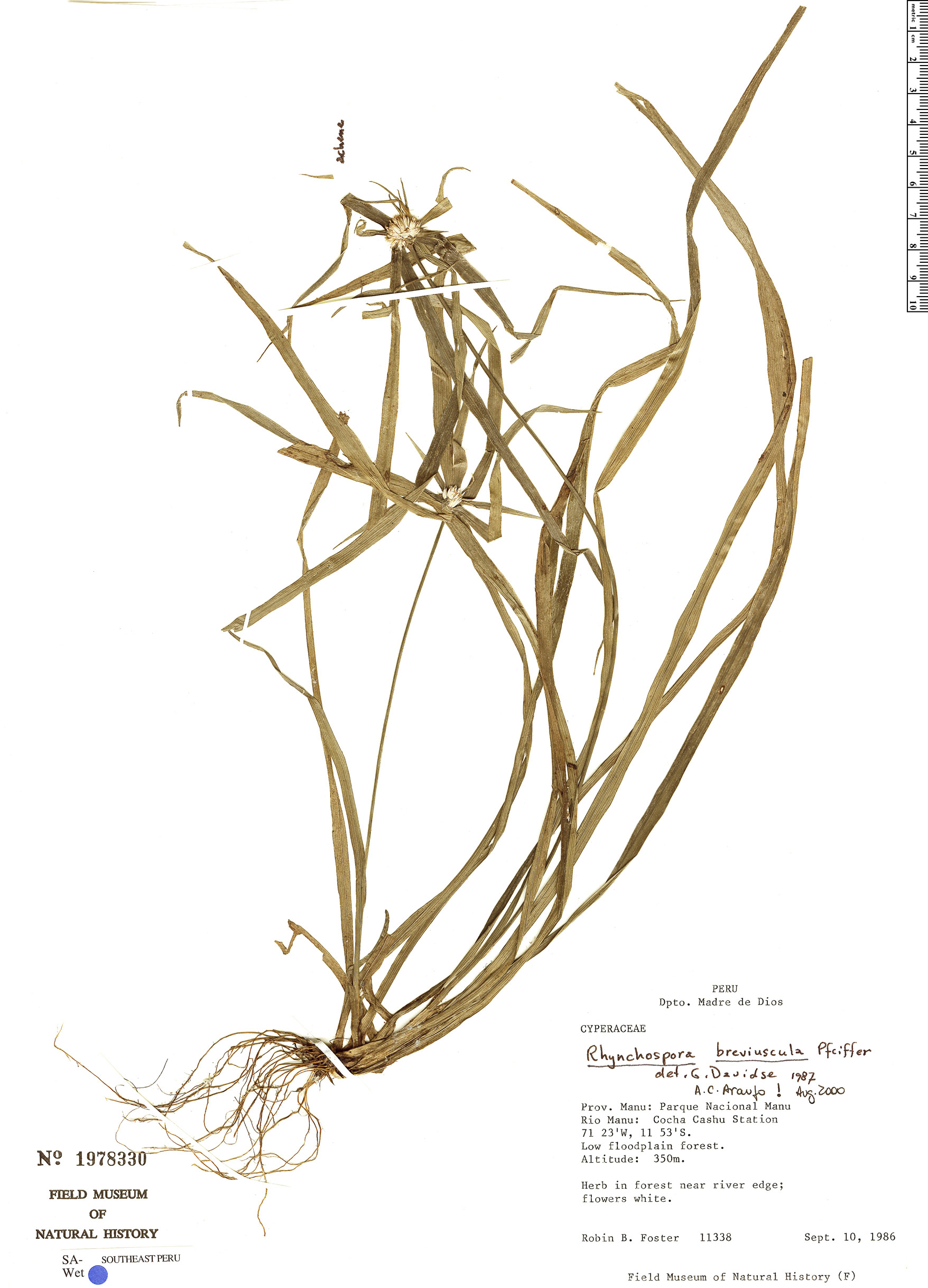 Rhynchospora breviuscula image