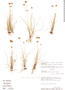 Rhynchospora mexicana image