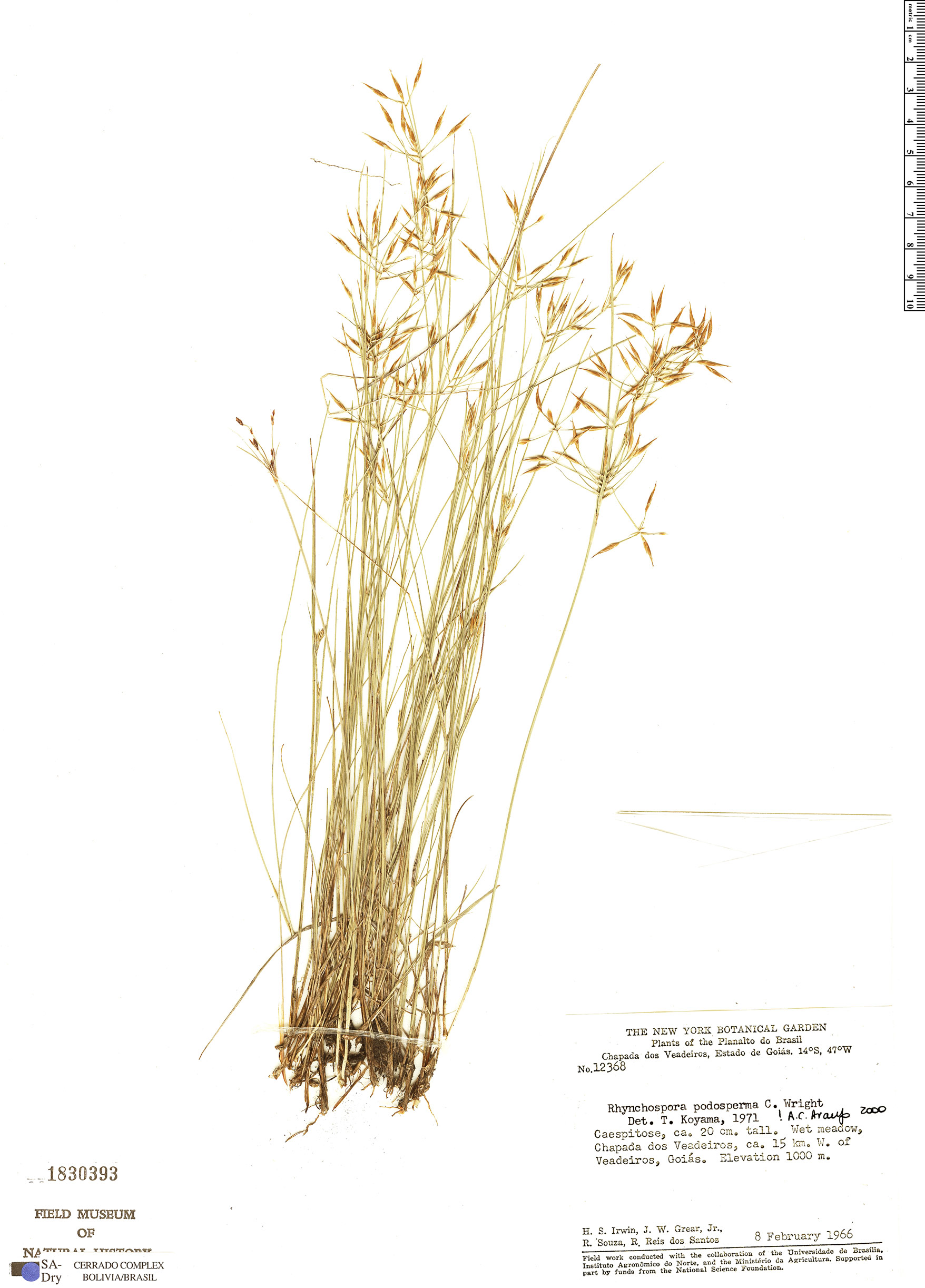 Rhynchospora podosperma image