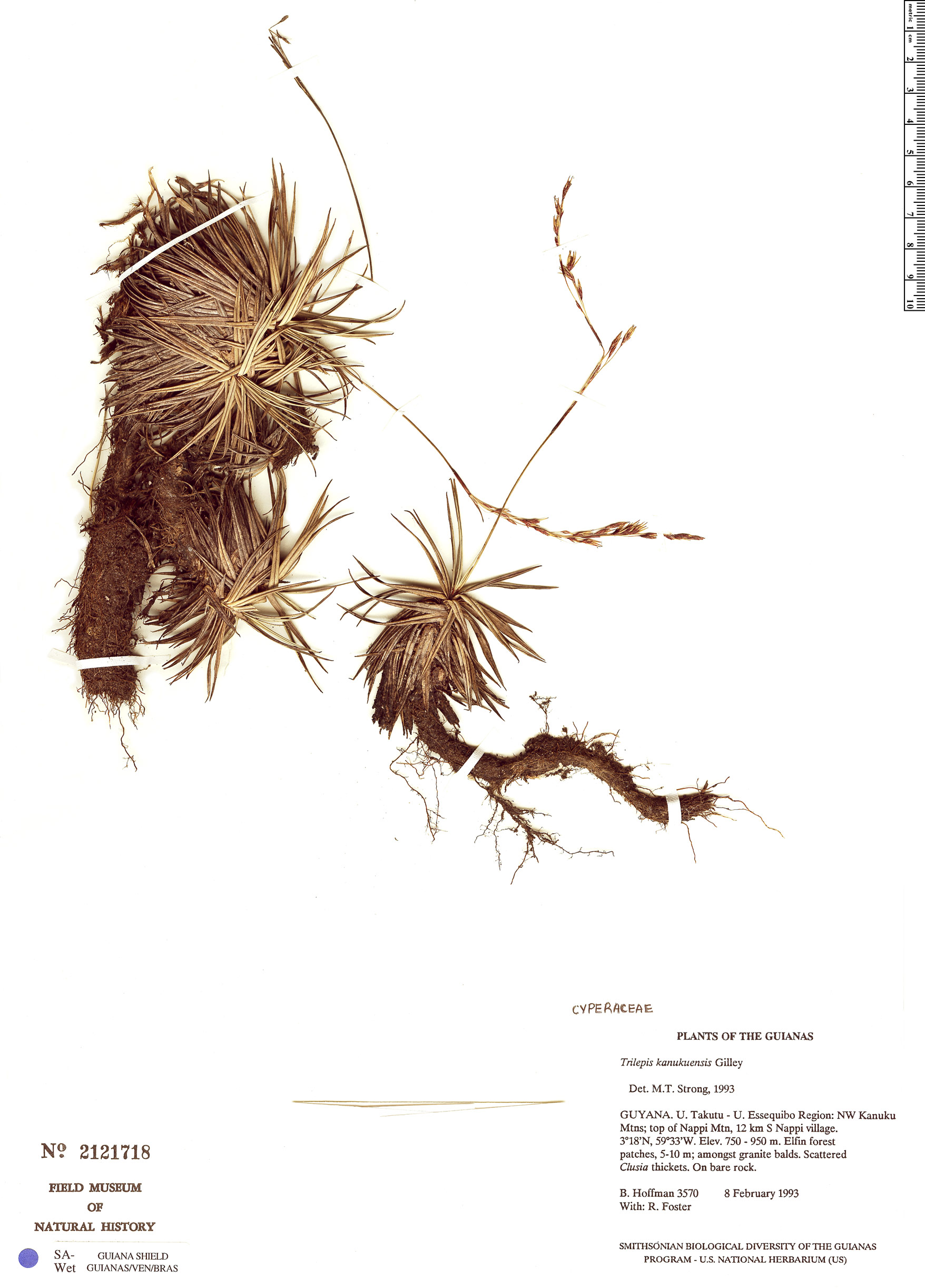 Trilepis kanukuensis image