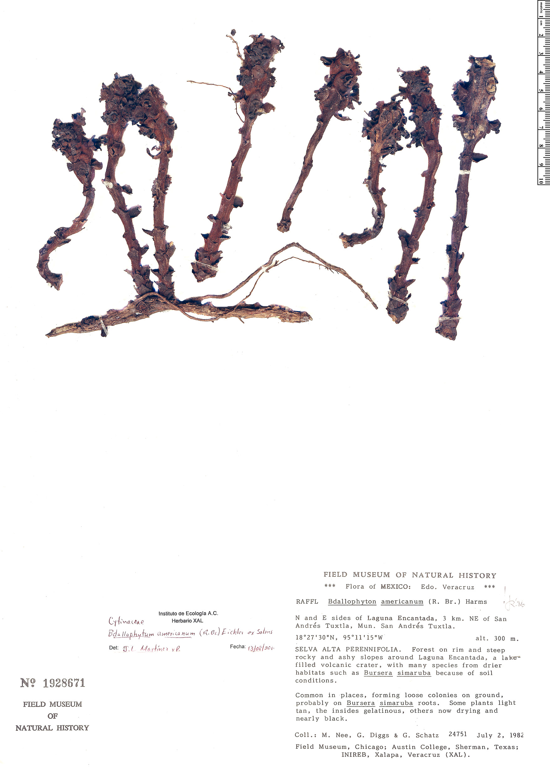 Bdallophytum americanum image