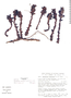 Bdallophytum americanum image