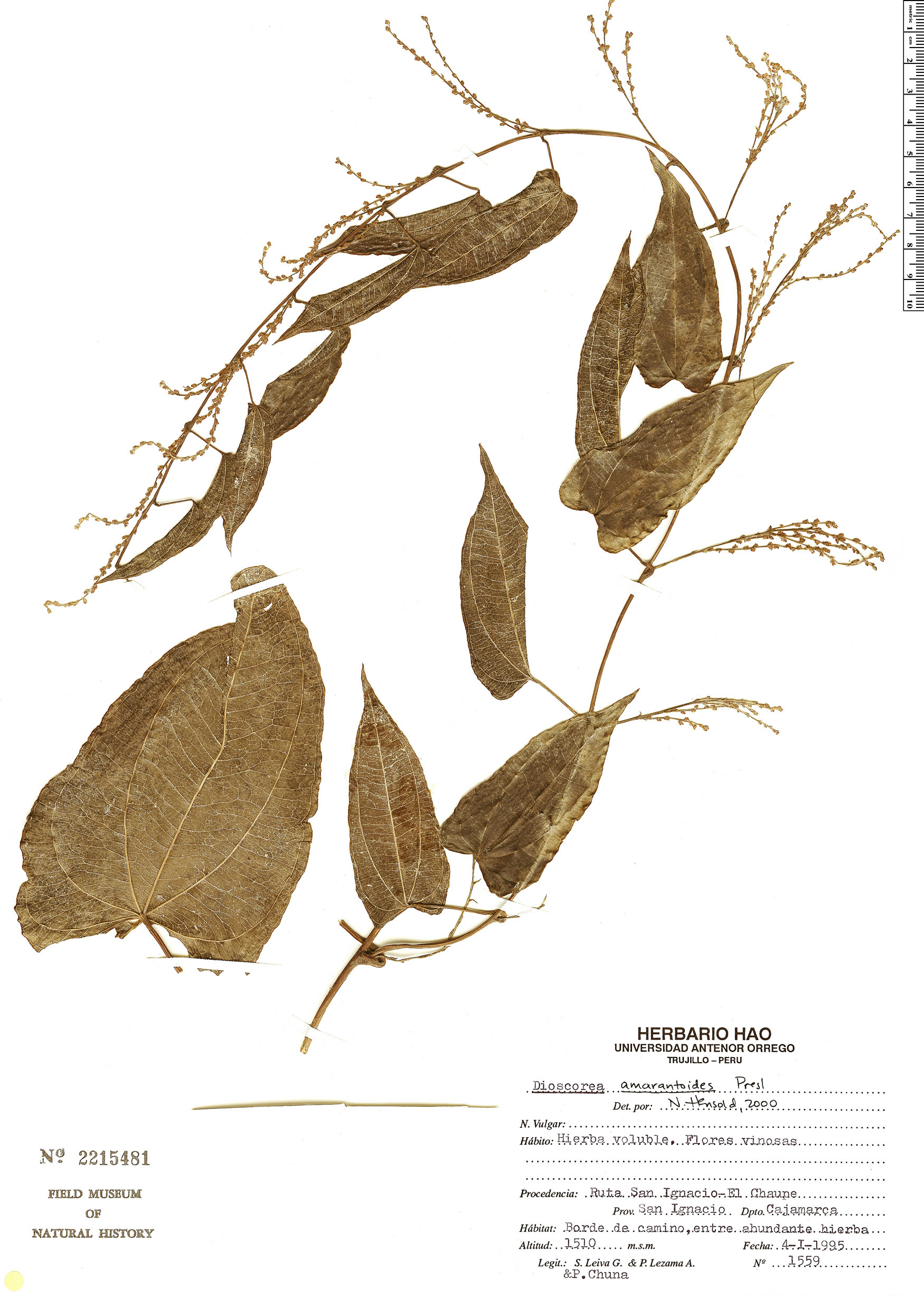 Dioscorea amaranthoides image