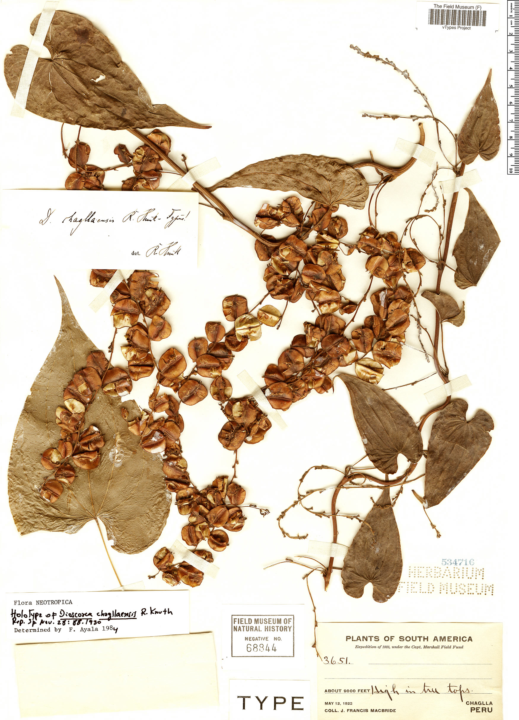Dioscorea chagllaensis image