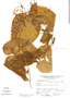 Dioscorea mitoensis image
