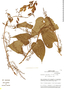 Dioscorea piperifolia image