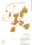 Dioscorea syringifolia image