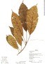 Sloanea pseudoverticillata image