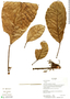 Sloanea aequatorialis image