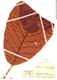 Sloanea fragrans image