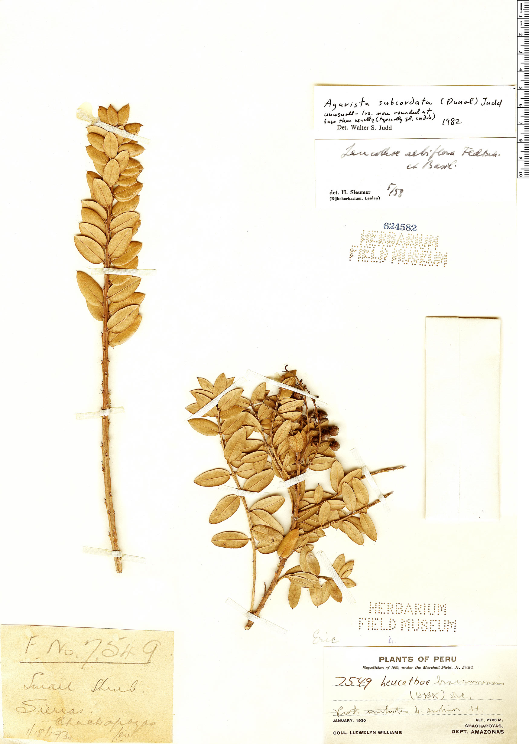 Agarista subcordata image