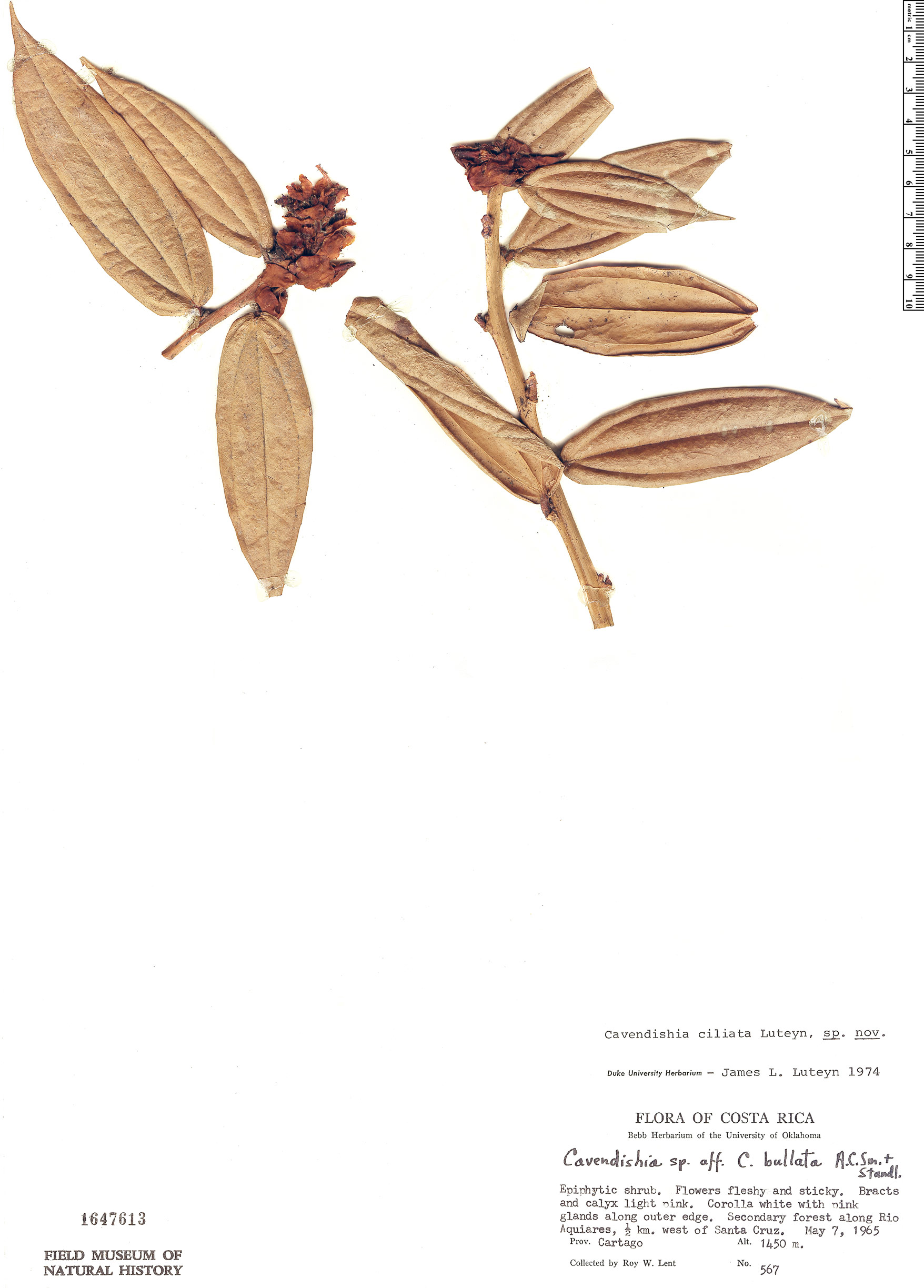 Cavendishia ciliata image