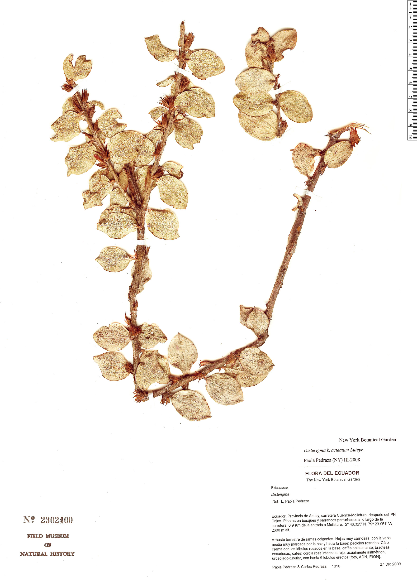 Disterigma bracteatum image