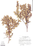 Gonocalyx pterocarpus image