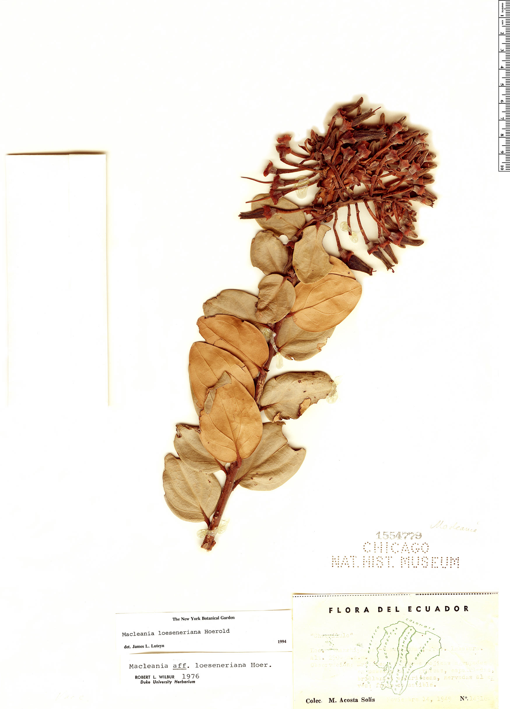 Macleania loeseneriana image